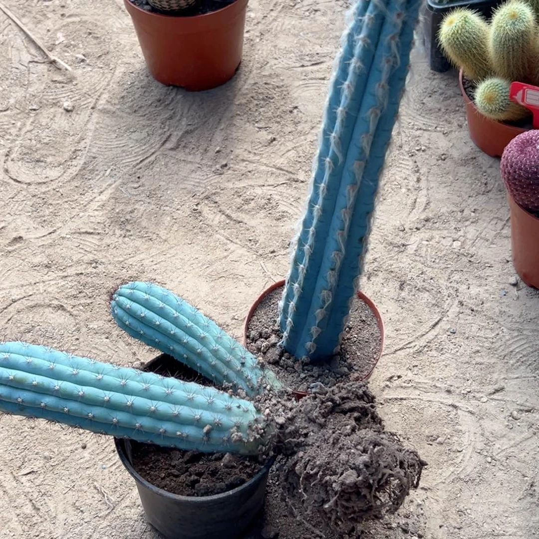 勋**** 零零落落。 零零落落