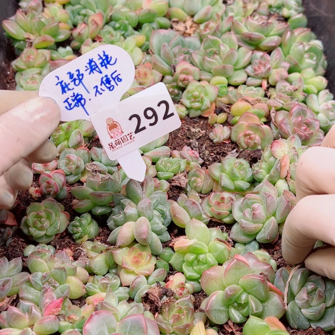 葫***子多肉植物多肉植物