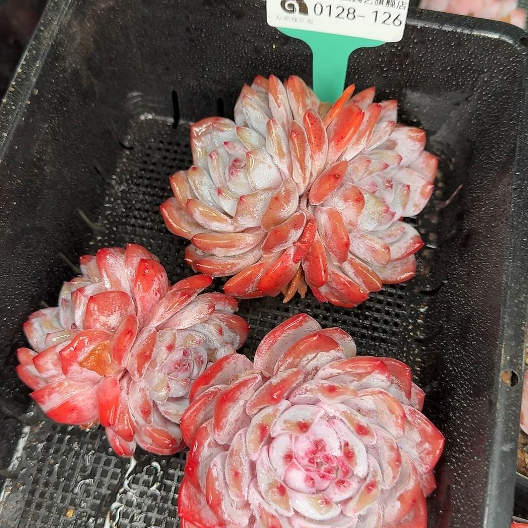 从前慢花园多肉植物0128-126