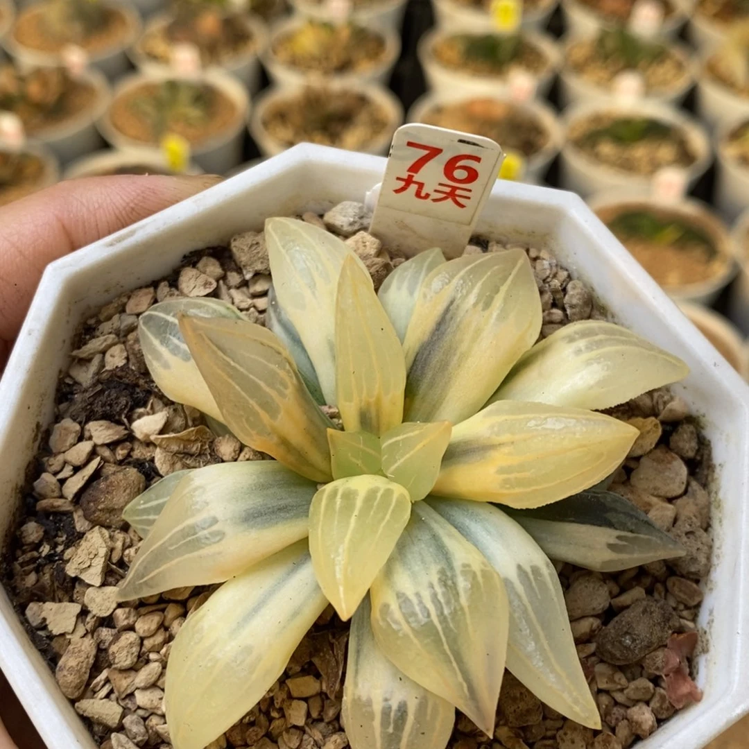 76号糊斑西瓜锦多肉