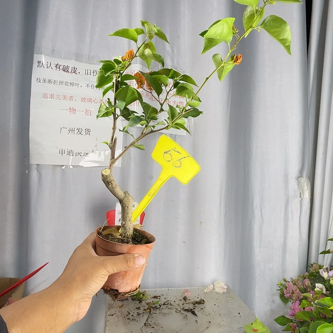 当前无花栽培后可以开花56掌中宝绿叶橙