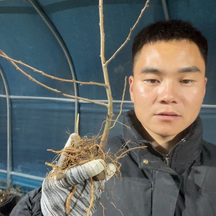 梦绘卷海棠花一颗苗