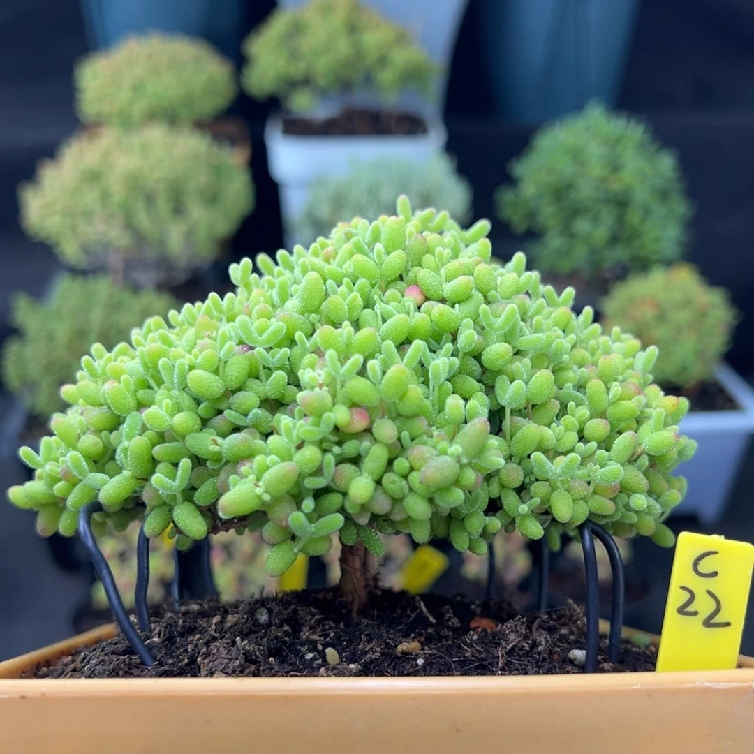 蜜橘带盆带土发货