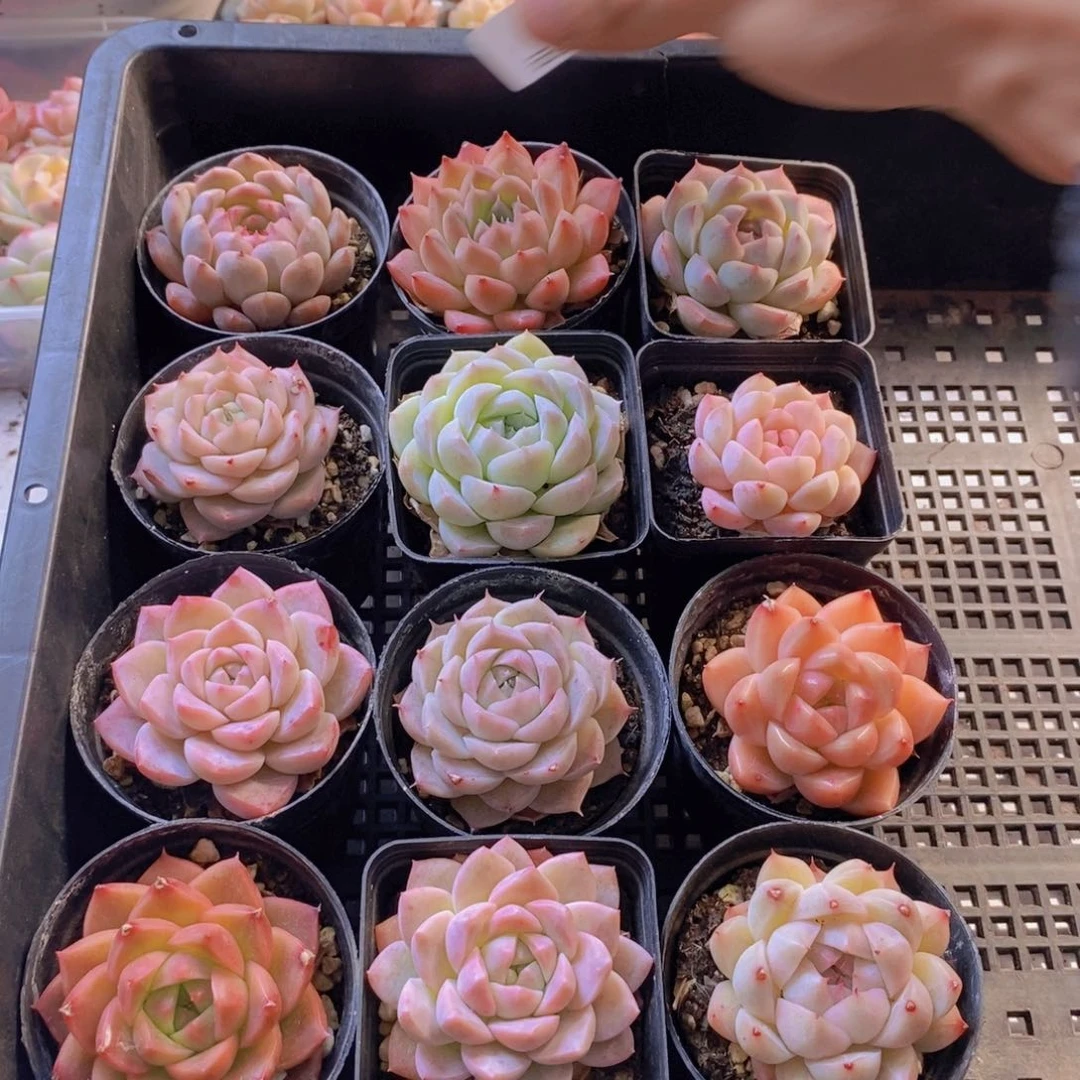 量拍。    12棵。   05