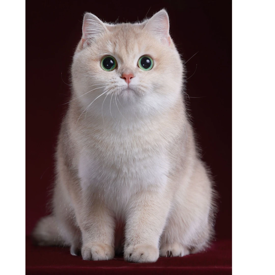 妮妮——紫金短毛妹妹猫咪活体【灵犀】
