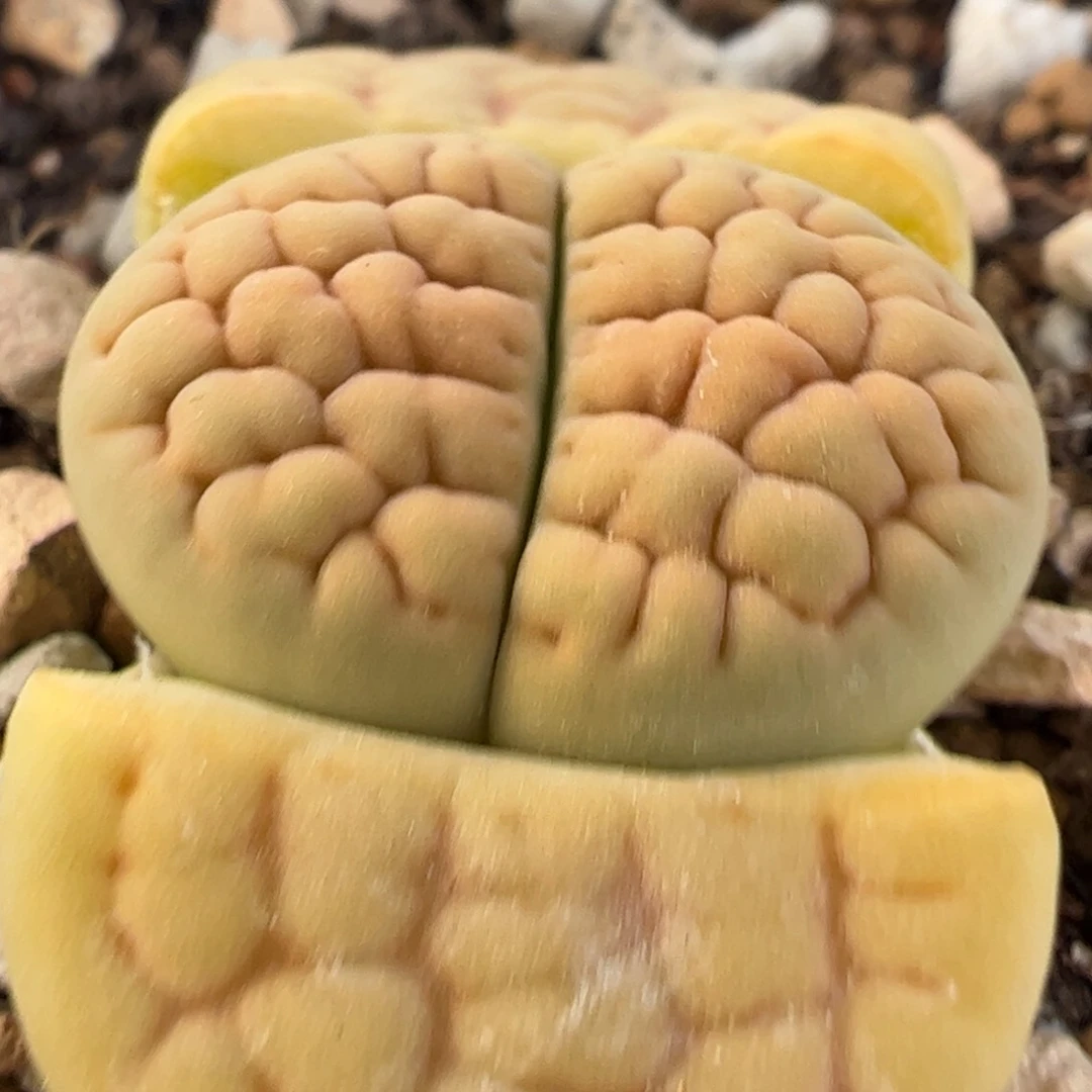 黄绿富贵多肉植物百科