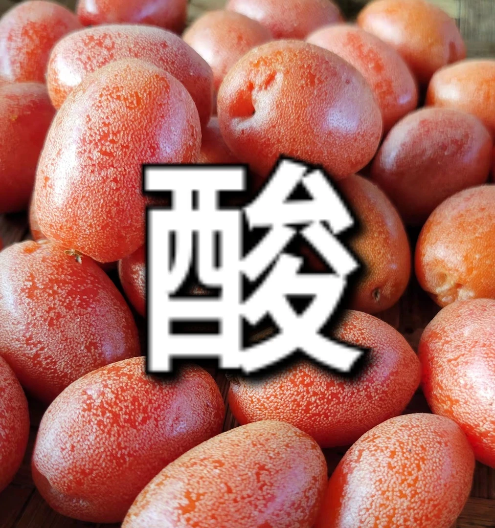 纯酸羊奶果 木须子 云南产地 现摘现发 送火烧辣椒蘸料