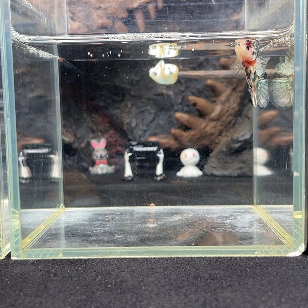 斗鱼九月二十一日竞价