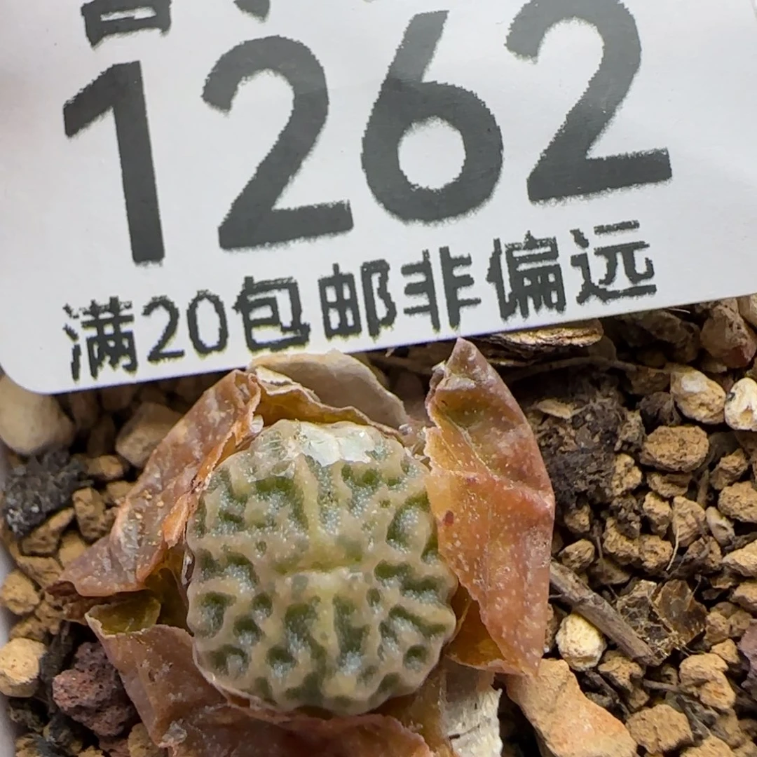 超烧脱土。   Dt7778