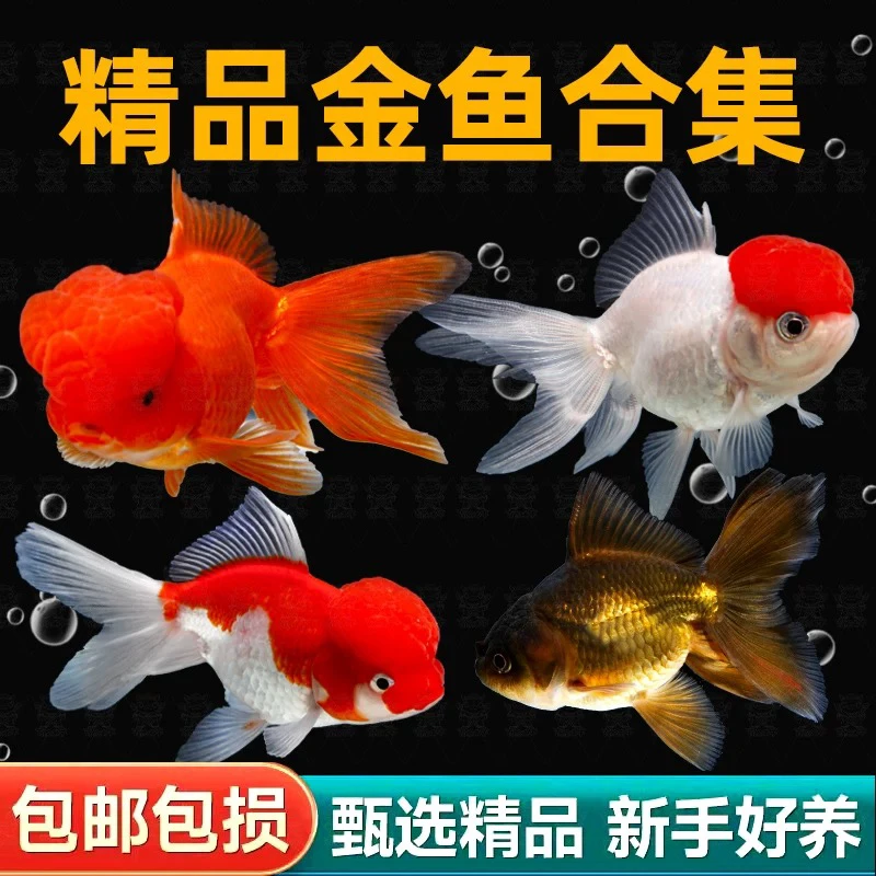 【直播间福利】7尾 萌宠 鸿运当头金鱼 狮子头 6-8公分 不指定发货