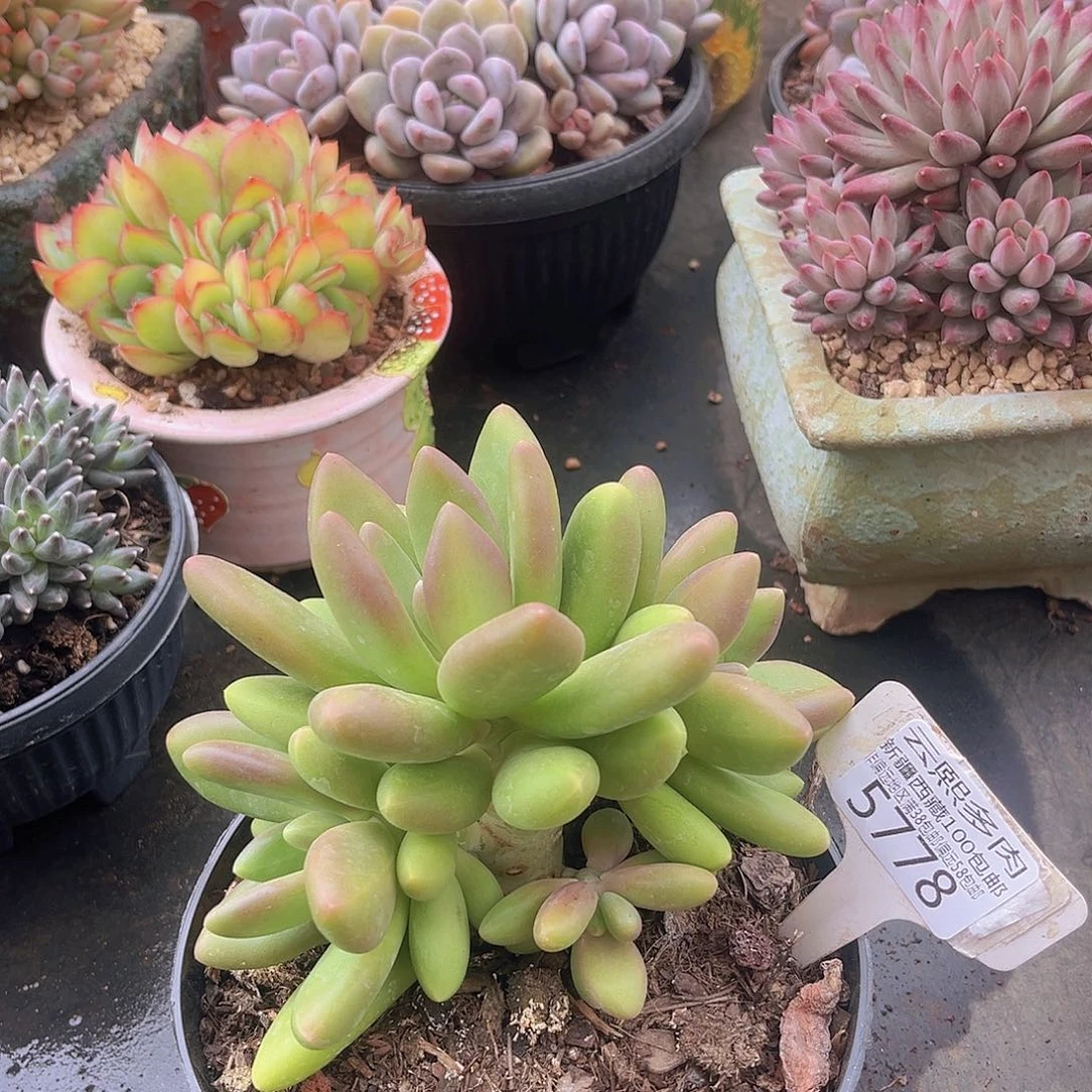 5778芒果奶多肉植物