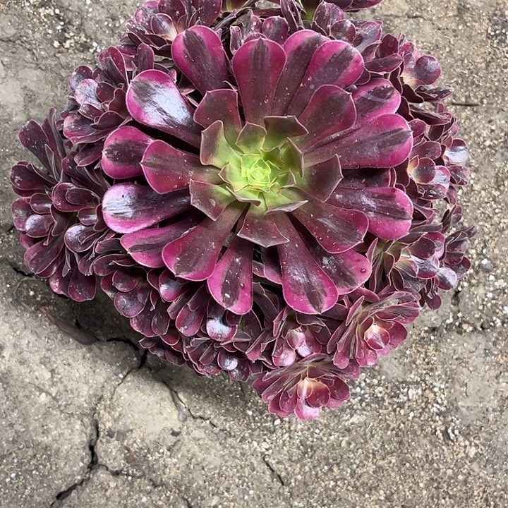 多肉植物美杜莎锦……