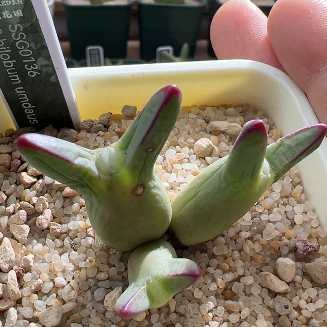 412。0136皮卡丘。优选红边