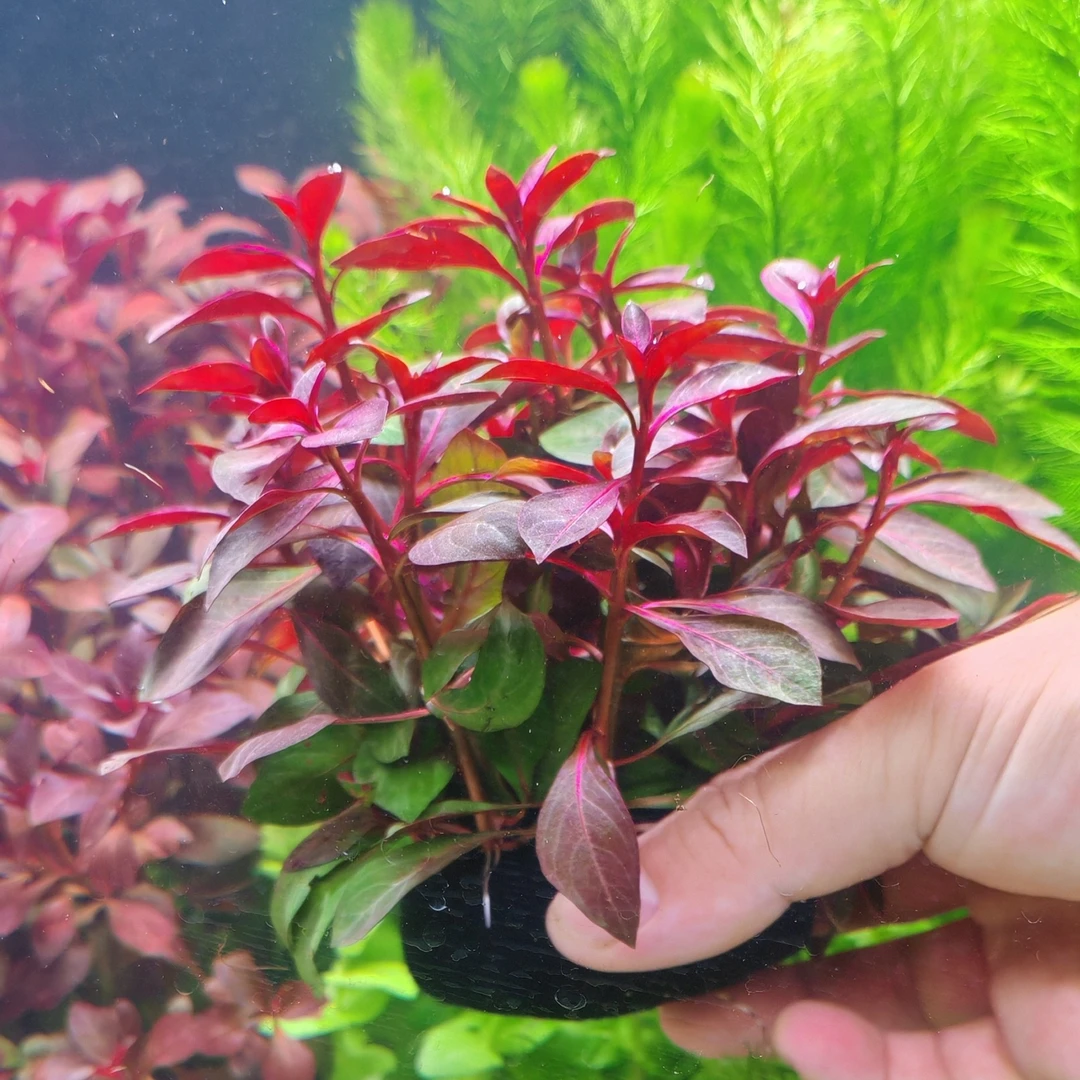 大叶紫红丁香坨草水草鱼缸造景