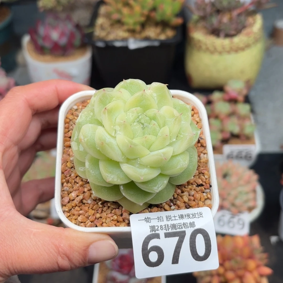 梨花百无盆土发货