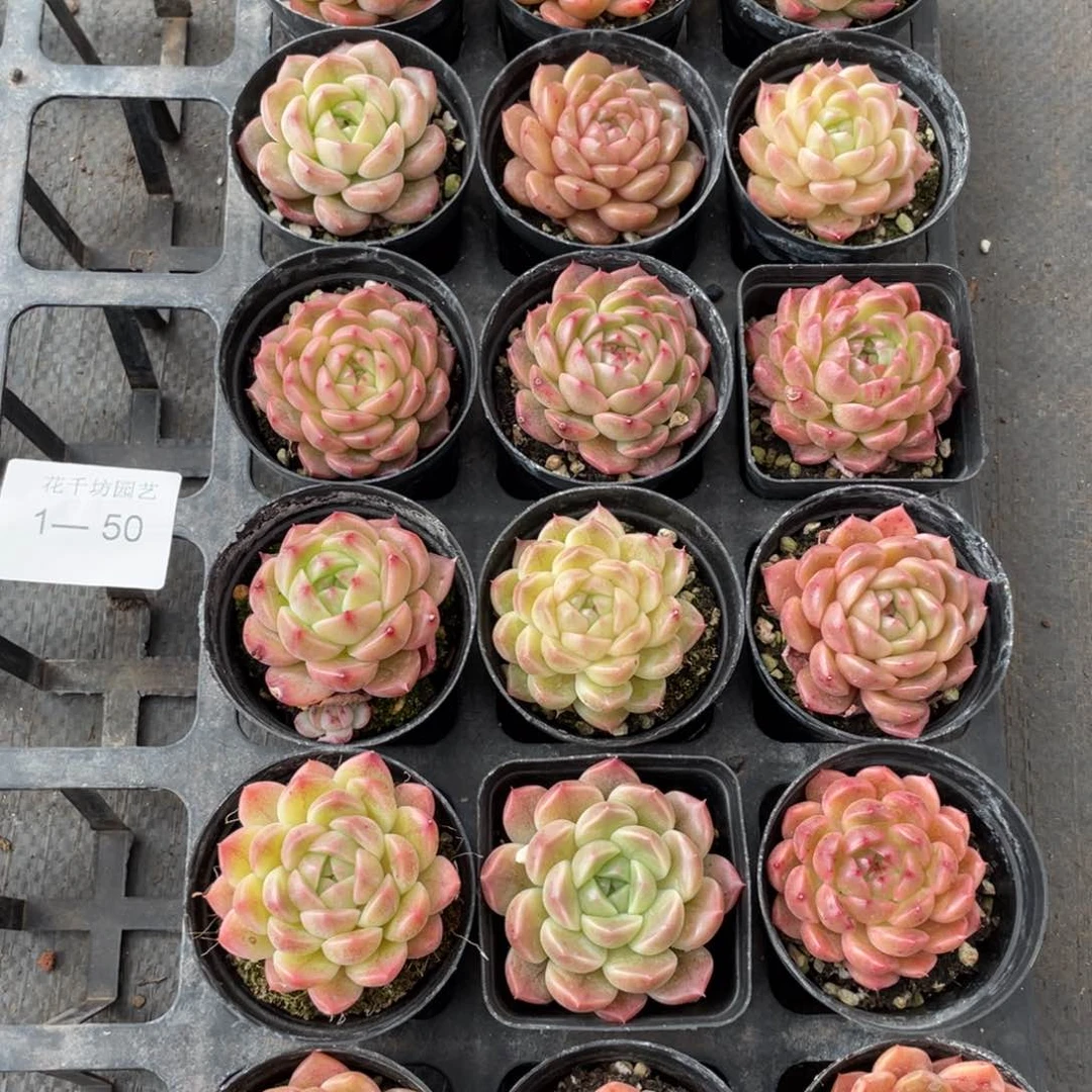 一物一拍18棵1-50