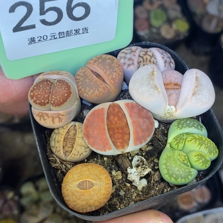 ❤️‍****256整盆发货