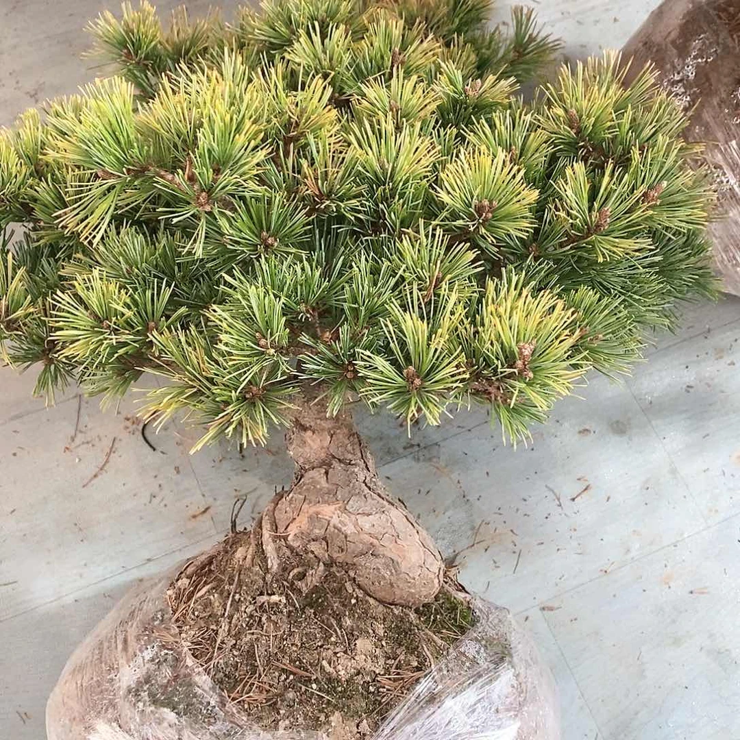 【闪购商品】无花朵L*