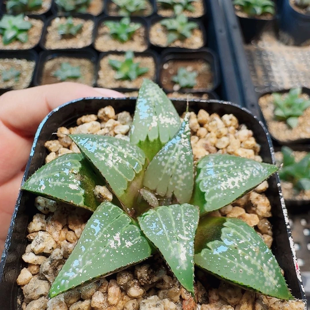 十二卷 实生特选福利