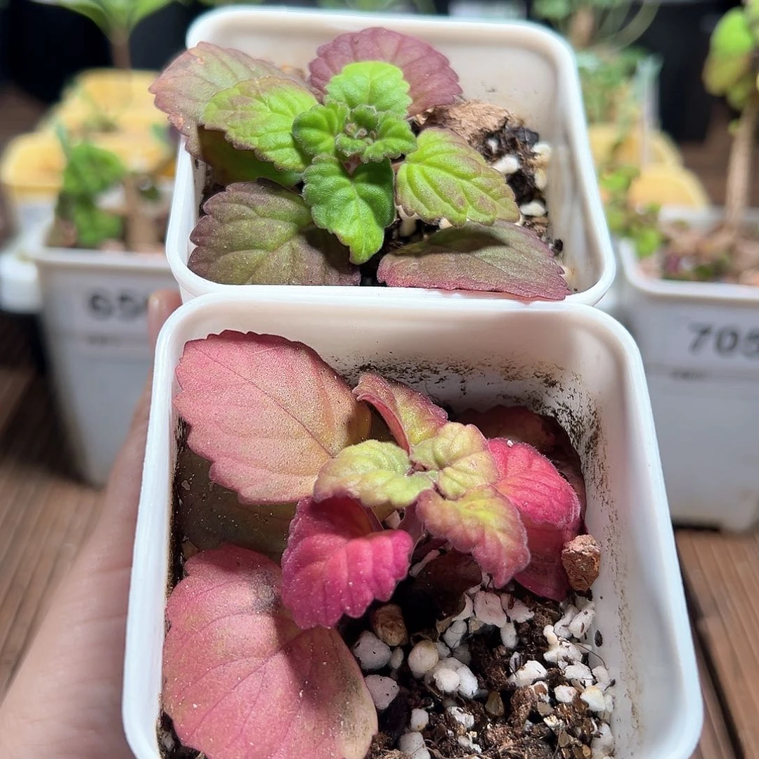 2个爱氏延命带盆发货