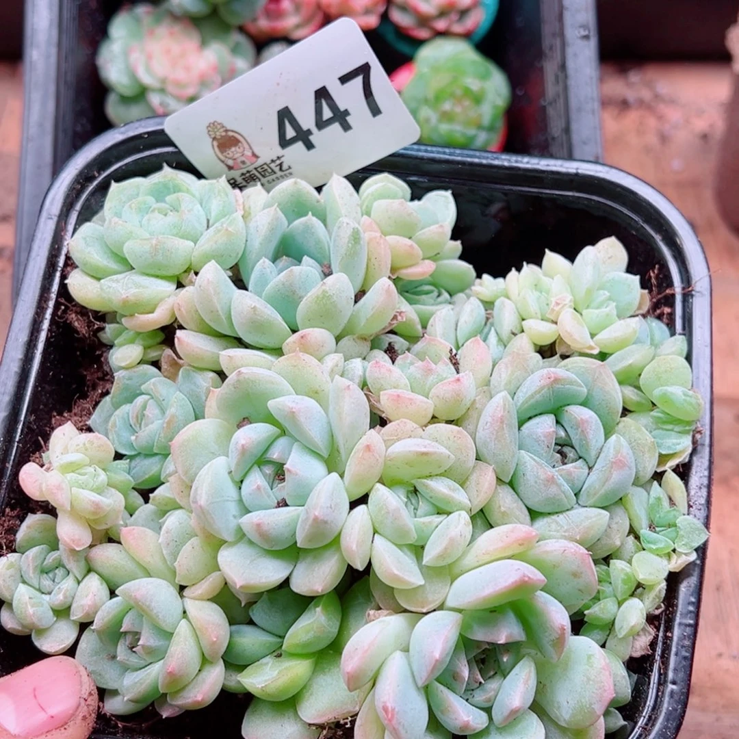 多肉植物多肉植物