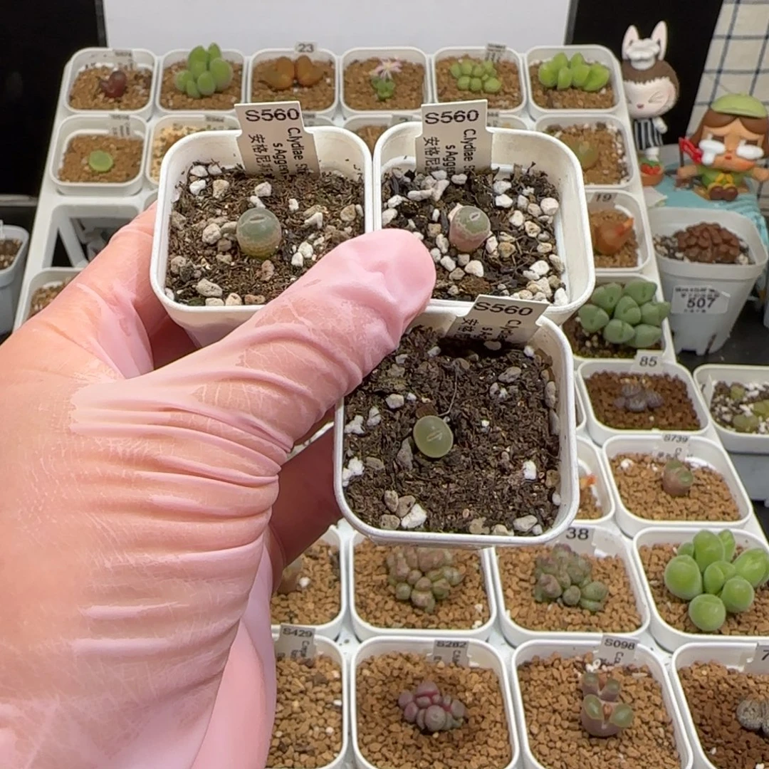 z****肉锥多肉植物组合-安格701