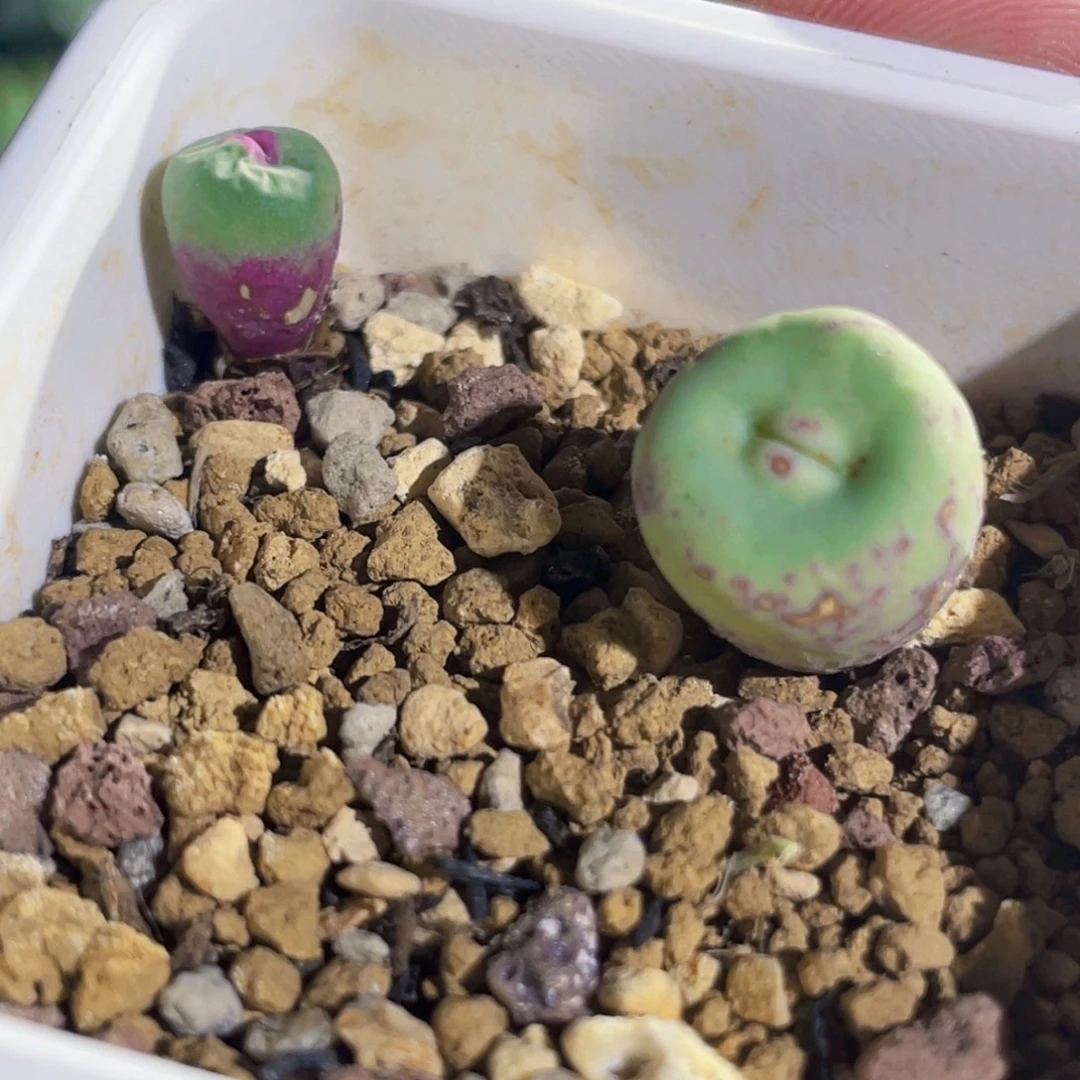 粉嘴嘴1380b嘟嘟嘴植物一物一拍