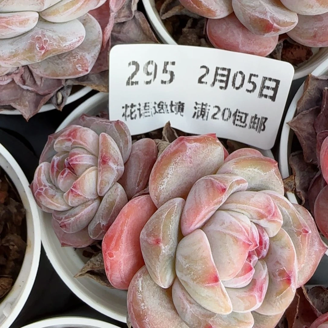 花语逸镜0205-295