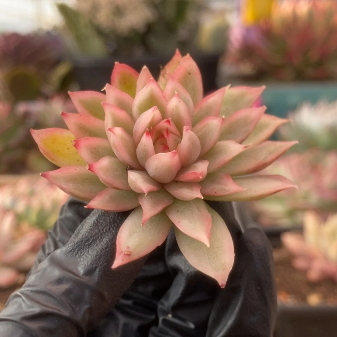 671黑玫瑰锦锦锦锦锦