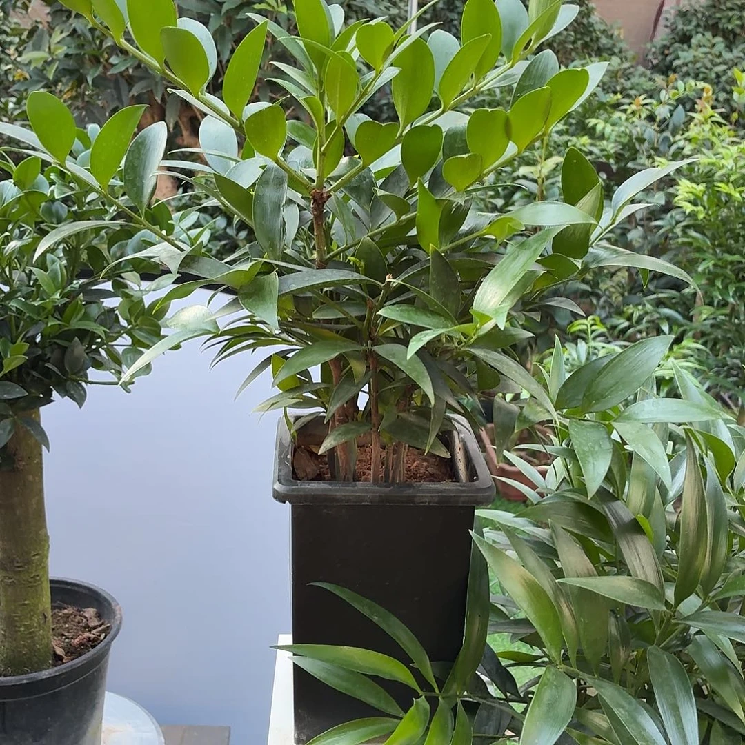 完全开放竹柏老桩一物一拍顺丰包邮