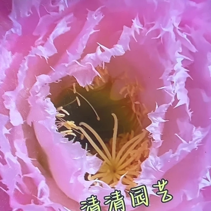 清清柠檬心根瑕疵