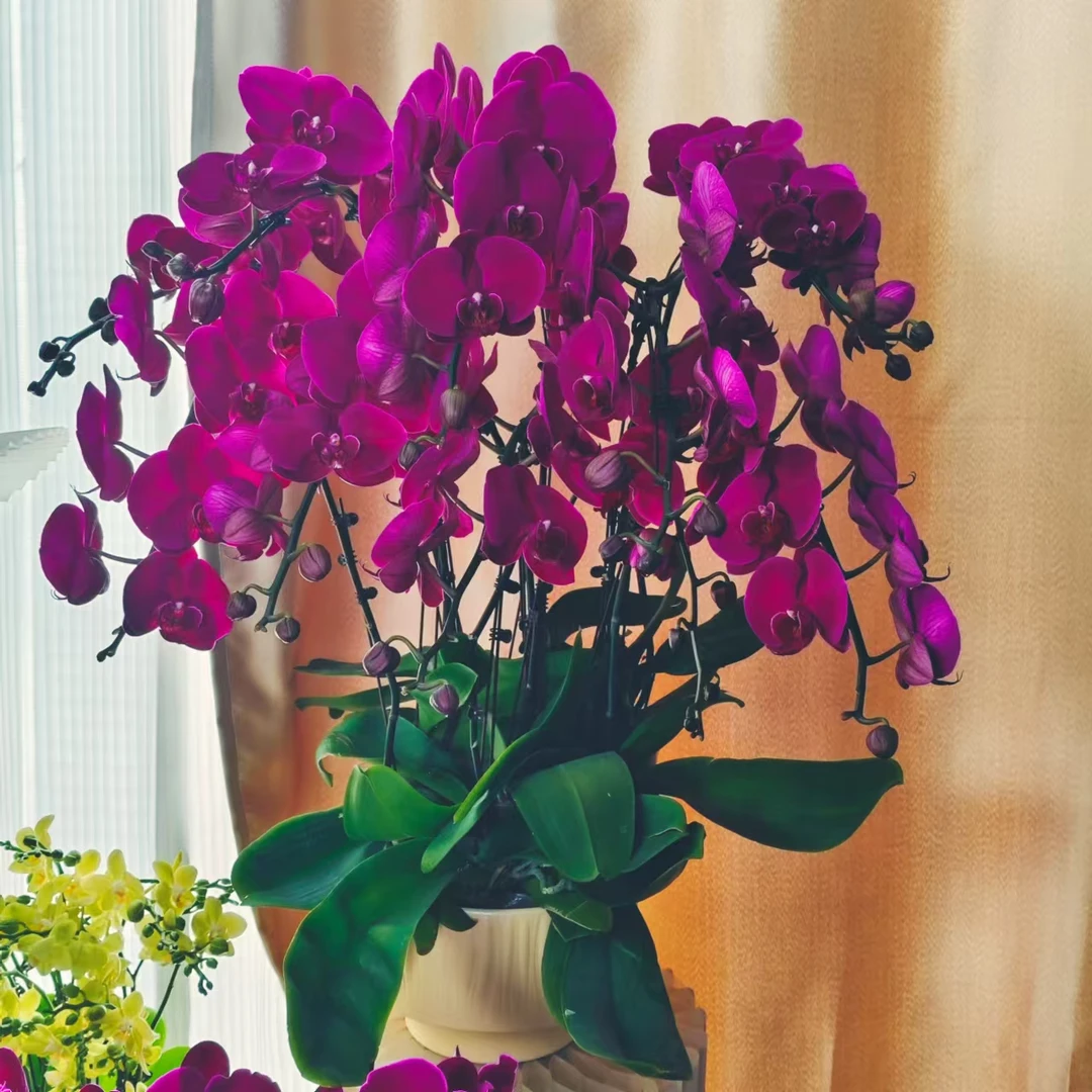 （半亩花坊）大辣椒 经典年宵花欧洲进口蝴蝶兰精品观赏花卉组盆