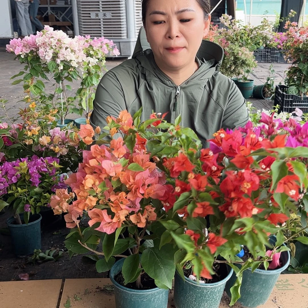 大部分开放少量花苞倾城，波妹，热火桑巴