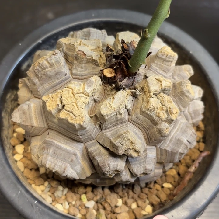 1号日系龟甲龙带盆包邮不退不换