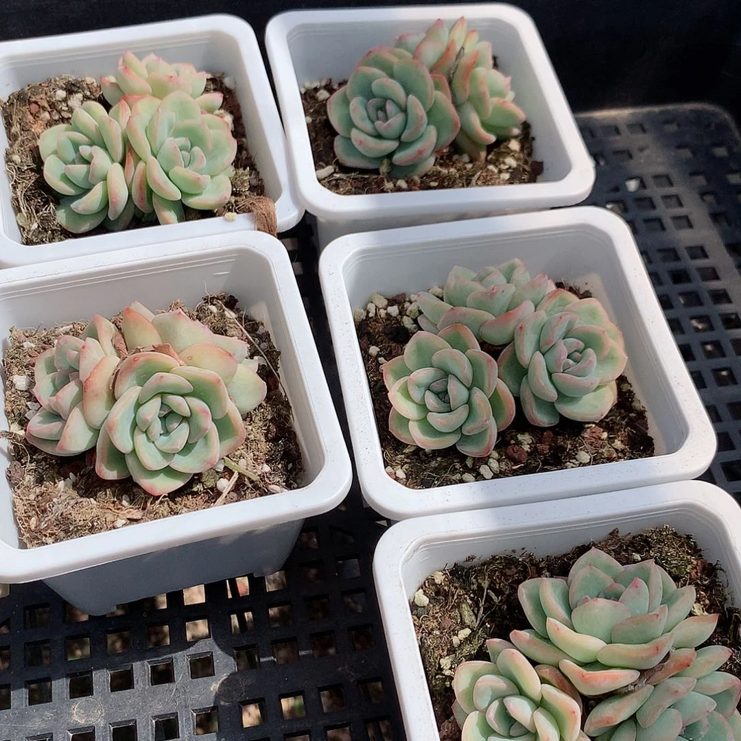 奶油泡芙群：，q q s s qu tu tu tu tu