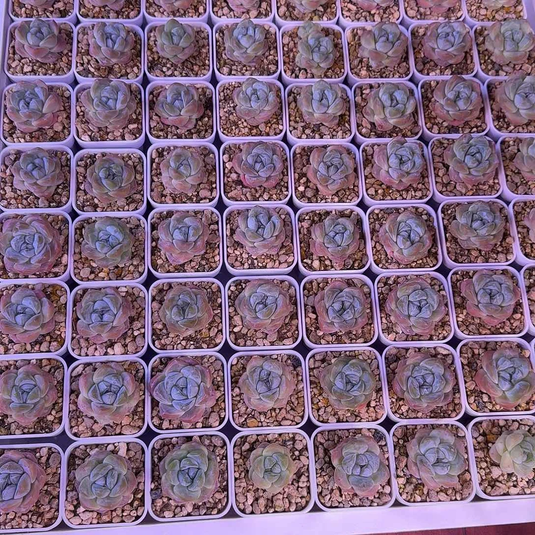 付邮赠送冰玉，脱土发一盘