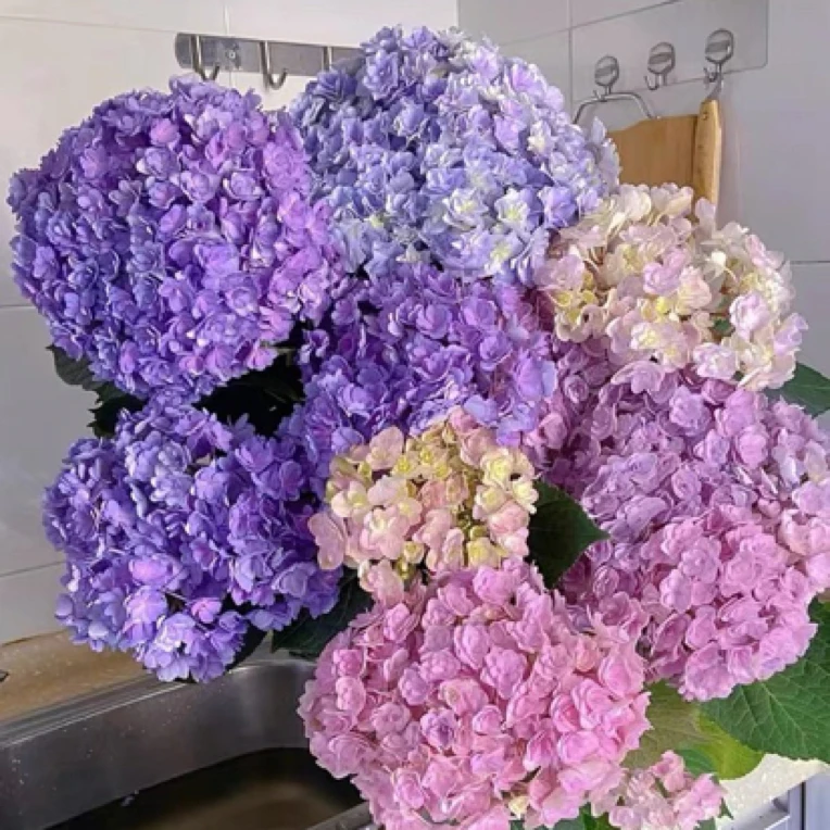 绣球鲜切花瓶插水养