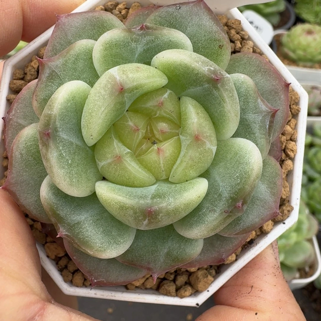 一物一拍一物一拍1022-334小白