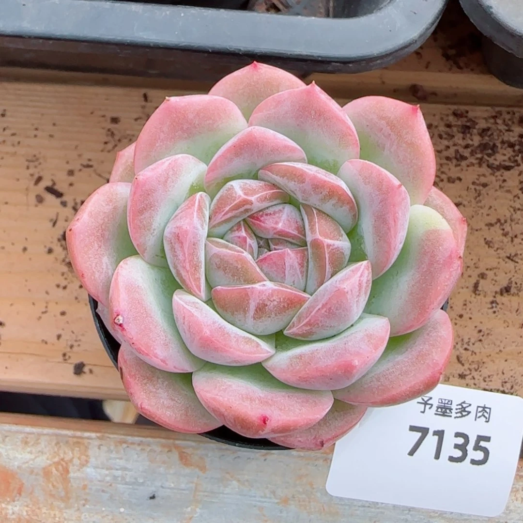玄霜，7135多肉植物