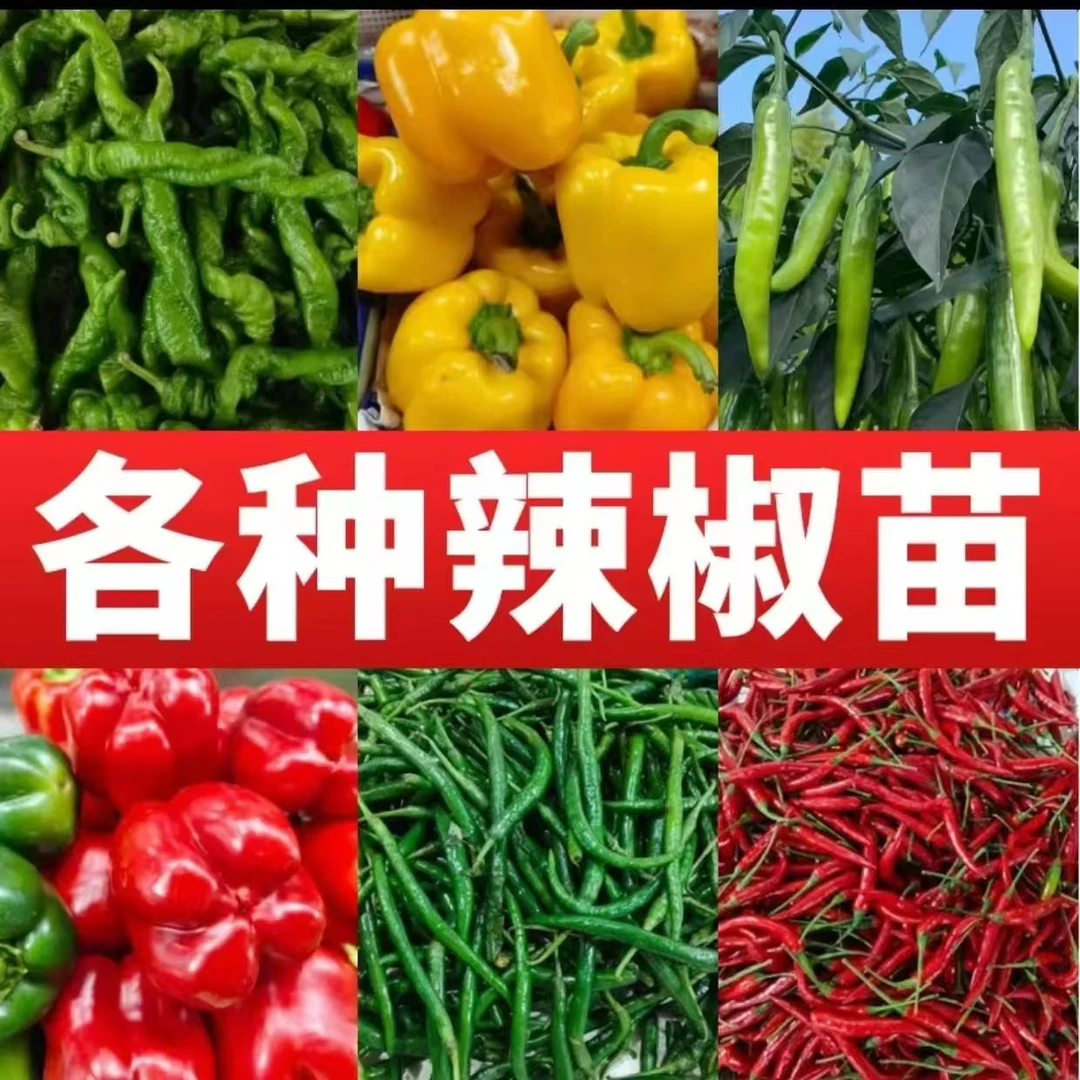辣椒苗高产苗带土发货易存活薄皮椒苗长线椒苗牛角椒各种蔬菜苗