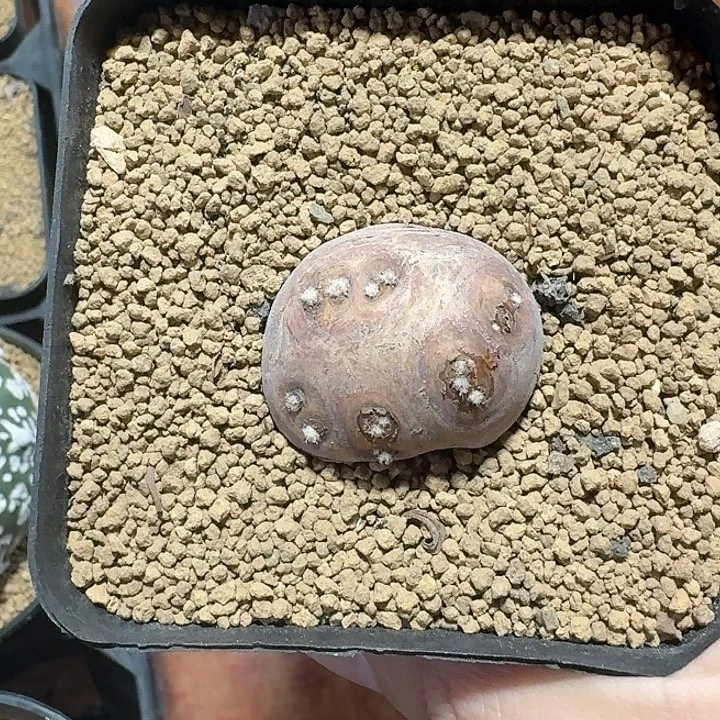*****产地格加厚墩菊12