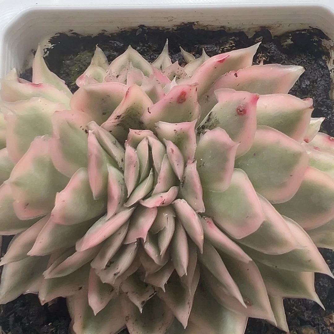 紫蝴蝶锦缀多肉植物