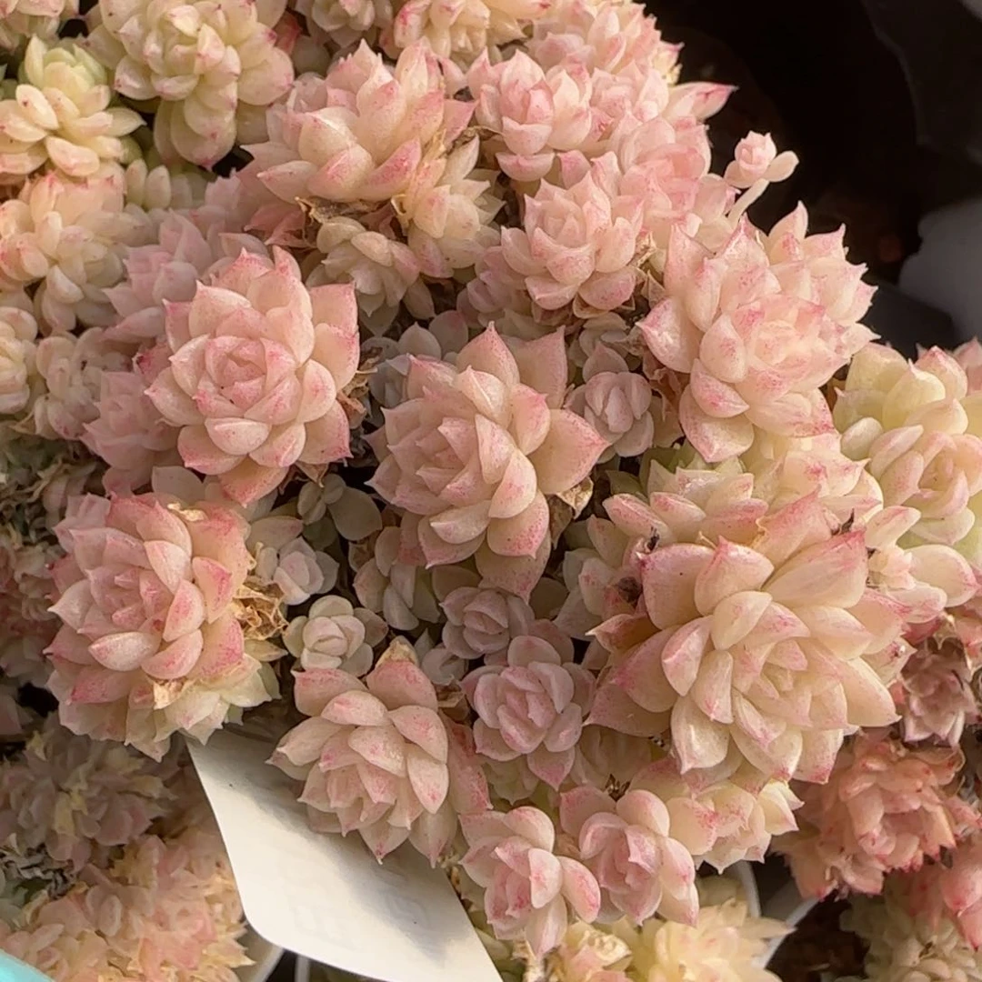 花语逸境0212-440散