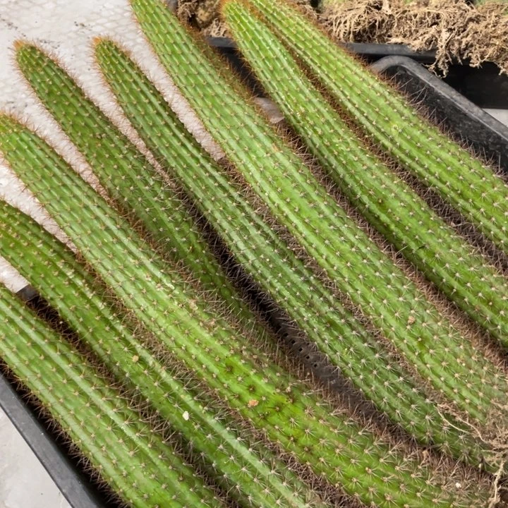 进口金妞金3自根20公分