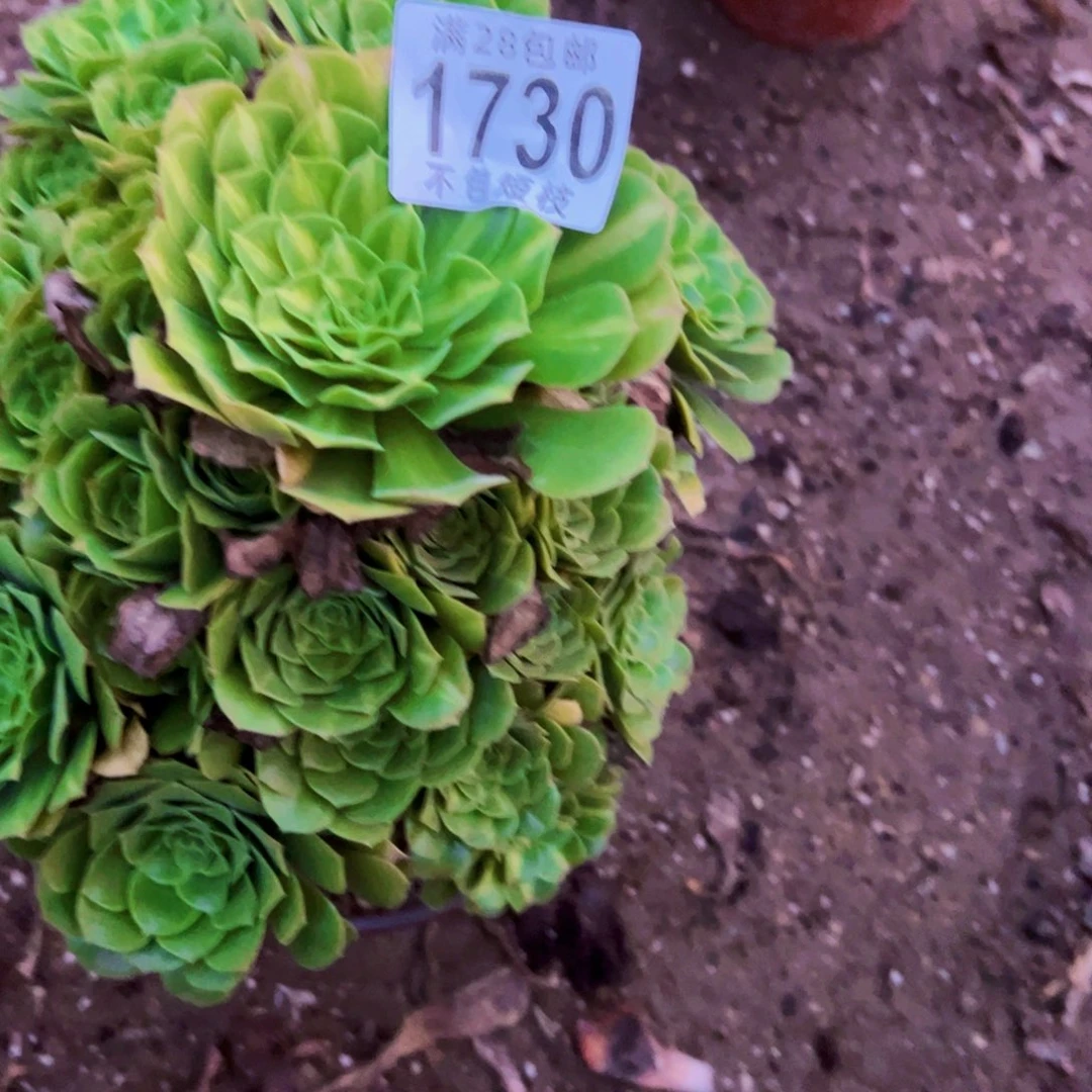 琉璃锦多肉植物1730