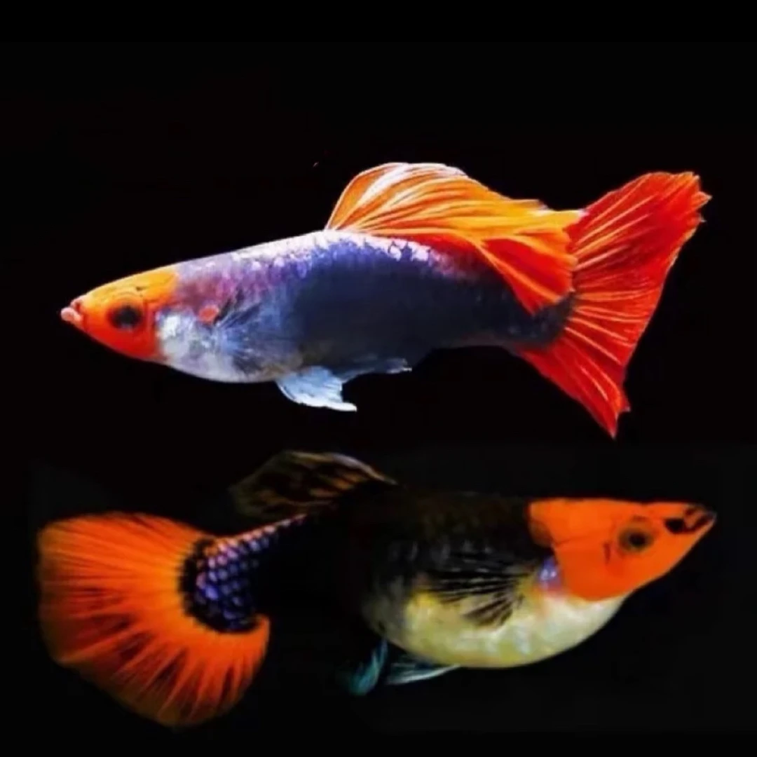 直播间福利精品高端孔雀鱼黑金红头大号蓝贵族种鱼（入缸后不包损）