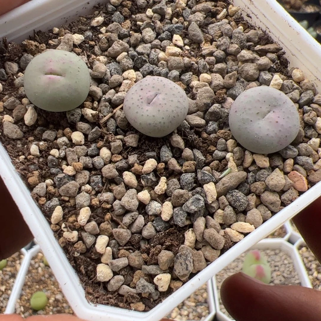 9.19奶油嘴多肉植物93