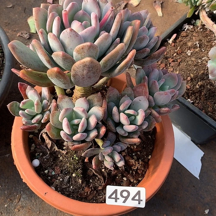 494灰姑娘一物一拍多肉