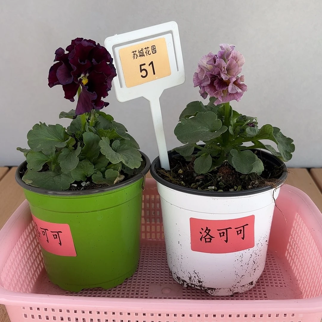 大部分开放少量花苞51