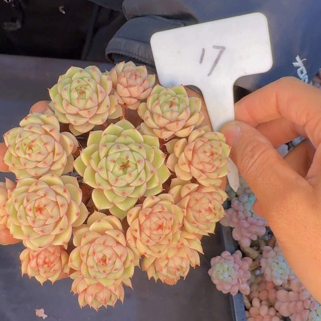 多肉植物的生长发育和